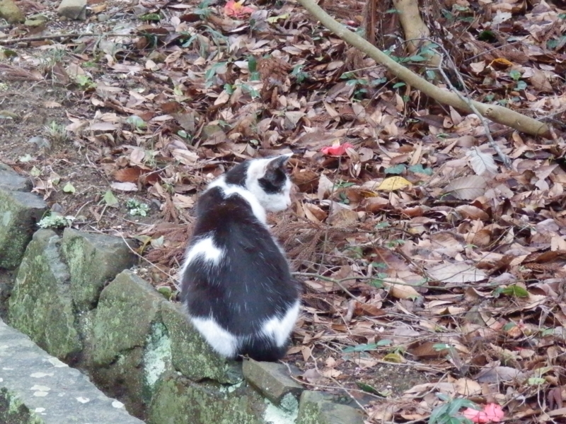 f:id:oborodukiyo22:20150405154041j:plain f:id:oborodukiyo22:20150405154041j:plain