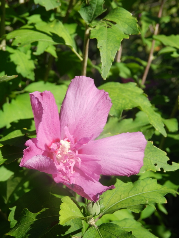 f:id:oborodukiyo22:20180826155227j:plain f:id:oborodukiyo22:20180826155227j:plain