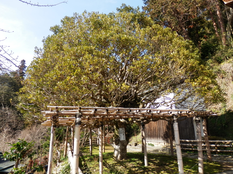 f:id:oborodukiyo22:20190225141130j:plain f:id:oborodukiyo22:20190225141130j:plain