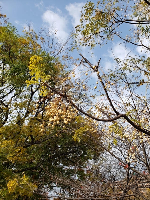 f:id:oborodukiyo22:20201212103106j:plain