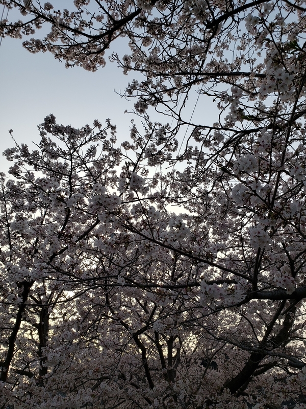 f:id:oborodukiyo22:20210329175204j:plain