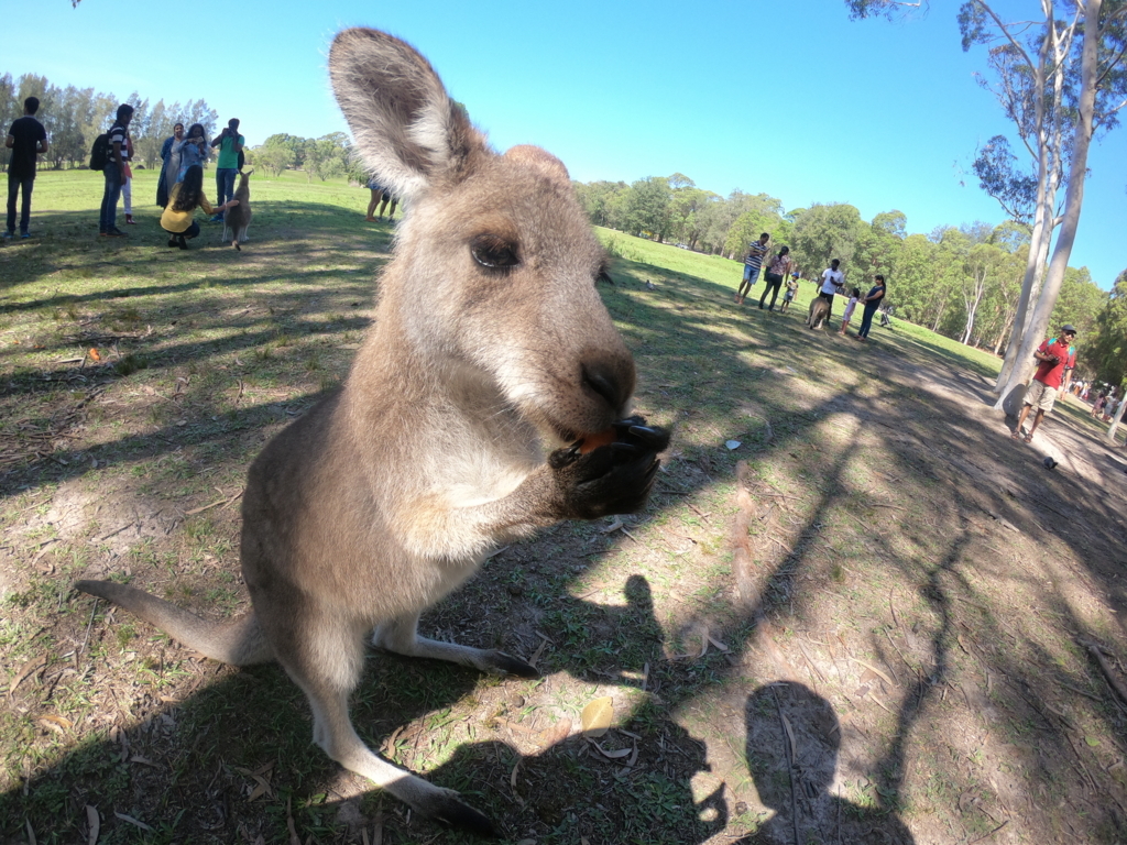 f:id:obu-au:20180705214715j:plain f:id:obu-au:20180705214715j:plain