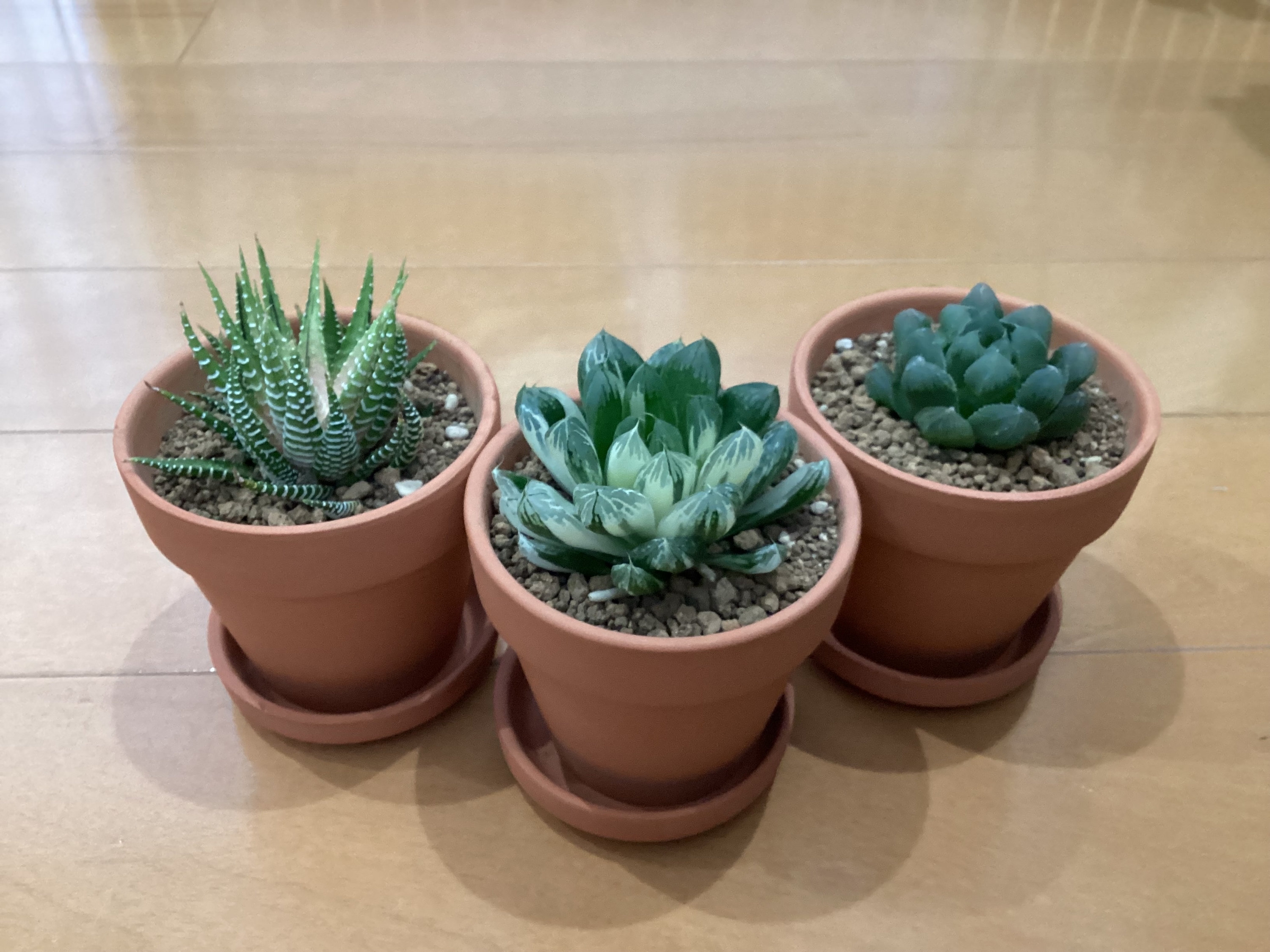 【専用】アエオニウム　綴化18点セット 専用】アエオニウム 綴化18点セット 専用】アエオニウム 綴化18点