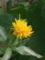 ベランダで紅花が咲きました。