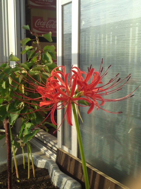 ベランダで曼珠沙華が咲きました。
