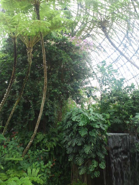 待合せ時間を利用して夢の島熱帯植物園 250円