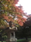 新宿御苑 和の紅葉