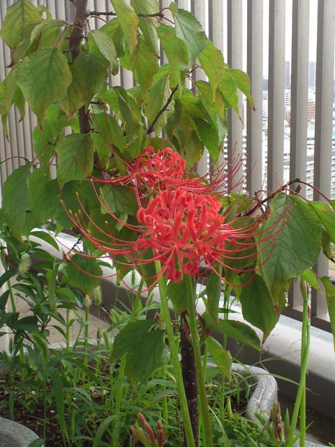 ベランダの曼珠沙華が開花した