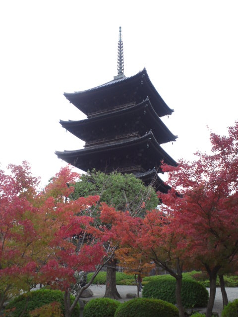色づいてる東寺さん