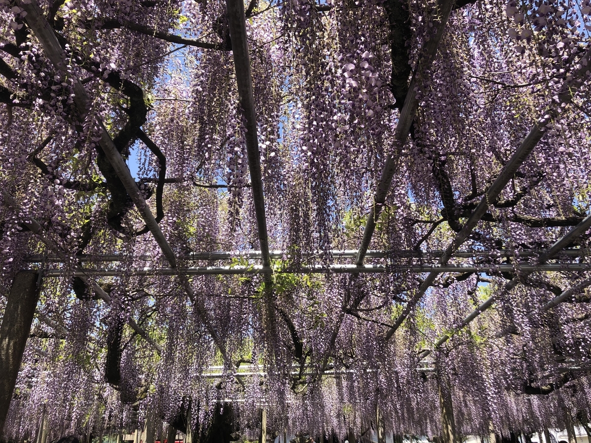 藤の花