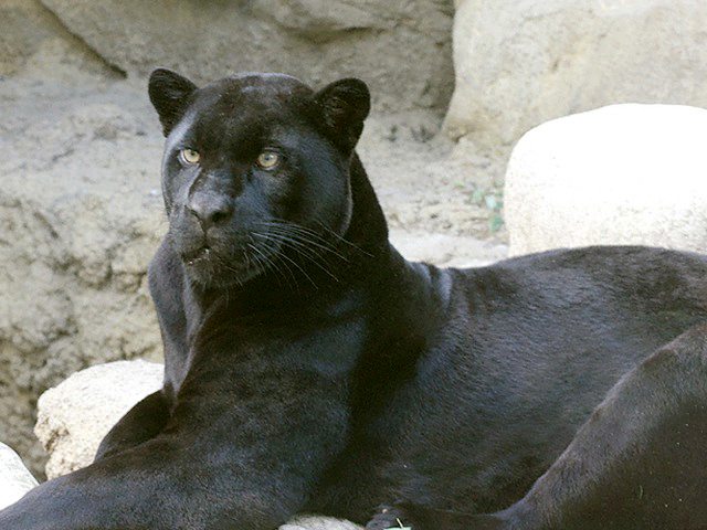 f:id:occulthiroba3088:20191126220731j:plain