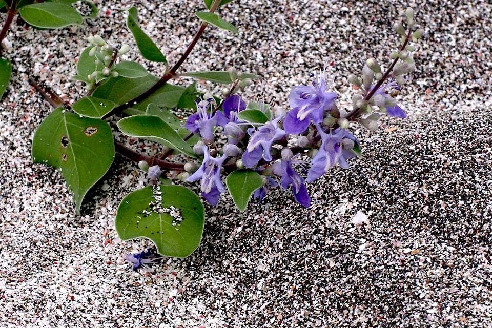 f:id:ocean46:20170816232840j:plain