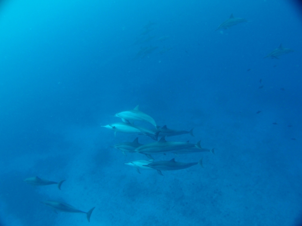 ハワイ島 イルカ クジラを巡る旅 その1 絵と言葉と