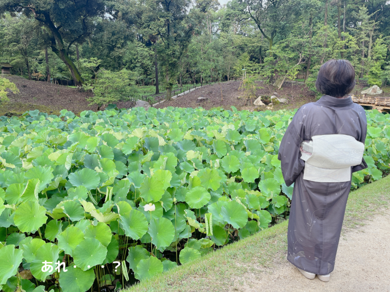 7月茶会に行ってきました（着物コーデ）