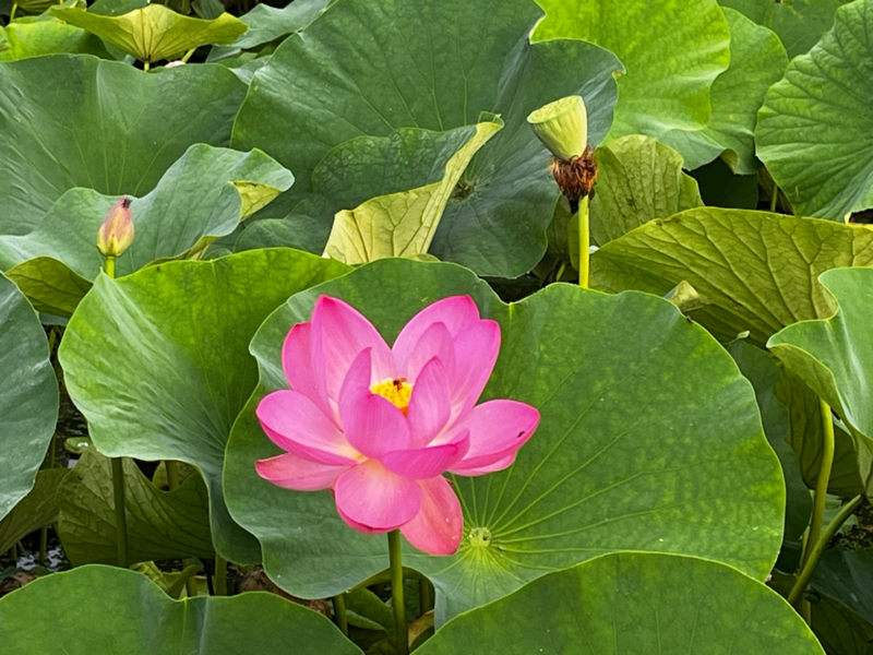 7月茶会に行ってきました（着物コーデ）