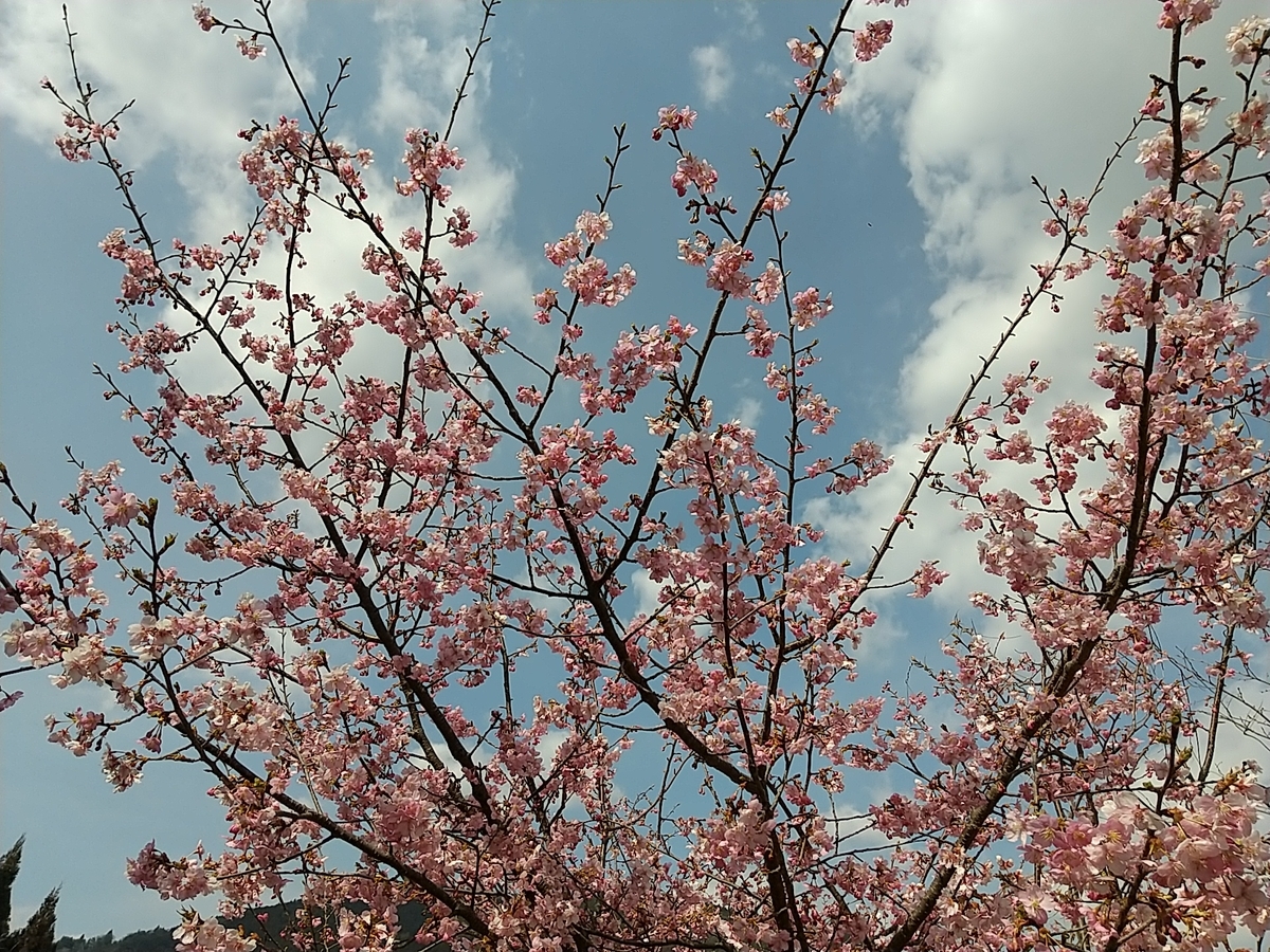 f:id:ochagurashi:20220311172556j:plain