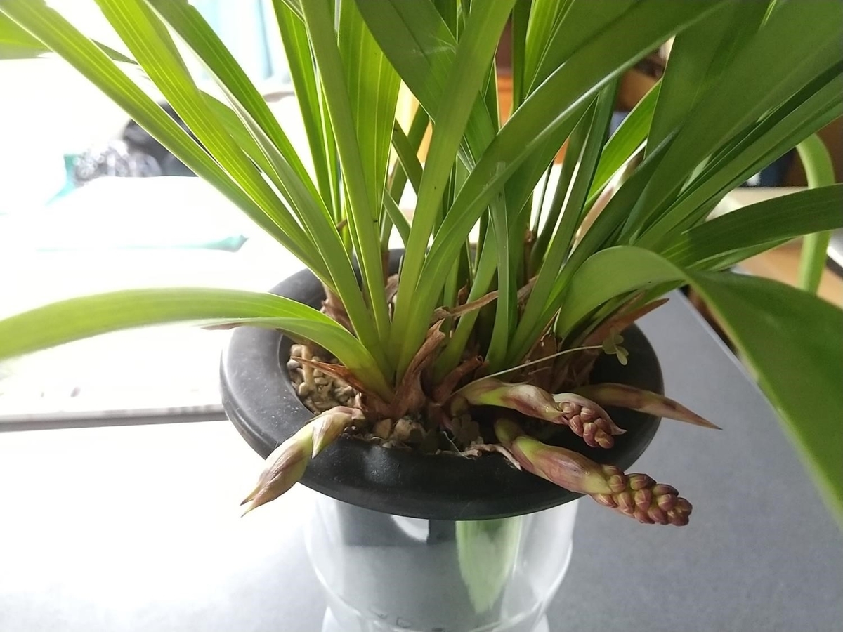 キンリョウヘンー19 カードリスト｜ユニオンアリーナ｜UNION ARENA