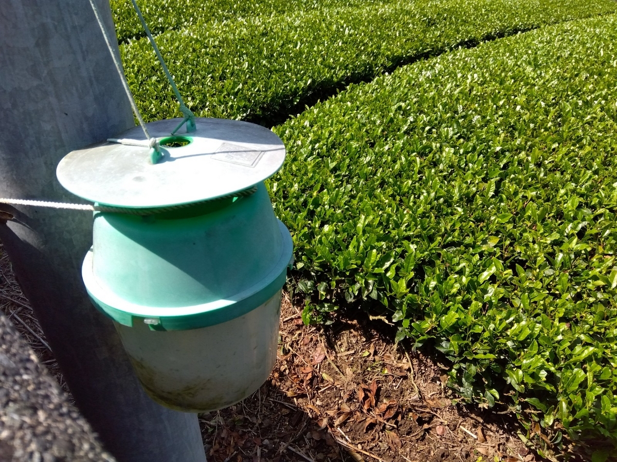 フェロモントラップのルアー交換 - 日々お茶暮らし 茶農家のブログ