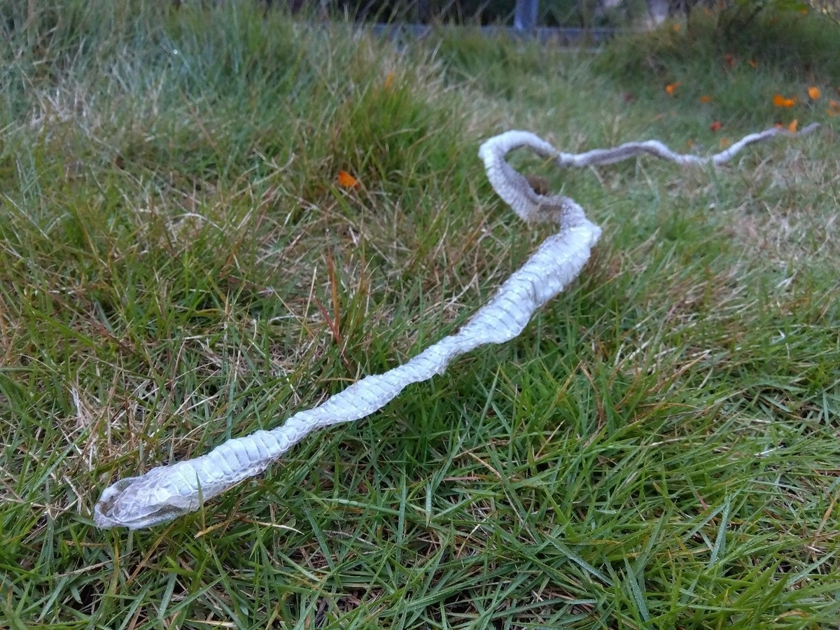 頭からしっぽまで きれいな蛇の抜け殻を発見 - 日々お茶暮らし 茶農家