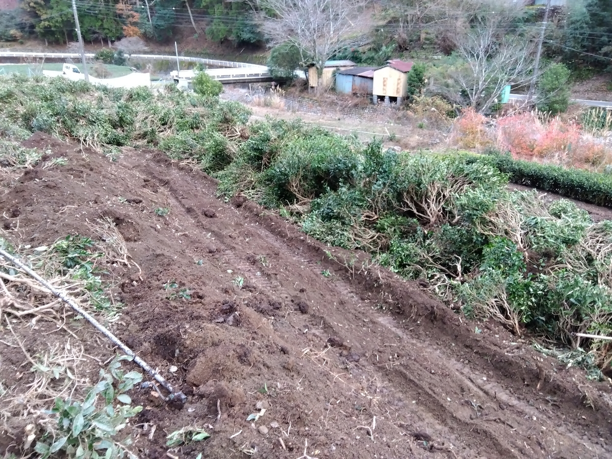 伐根作業は着々と進行中 - 日々お茶暮らし 茶農家のブログ
