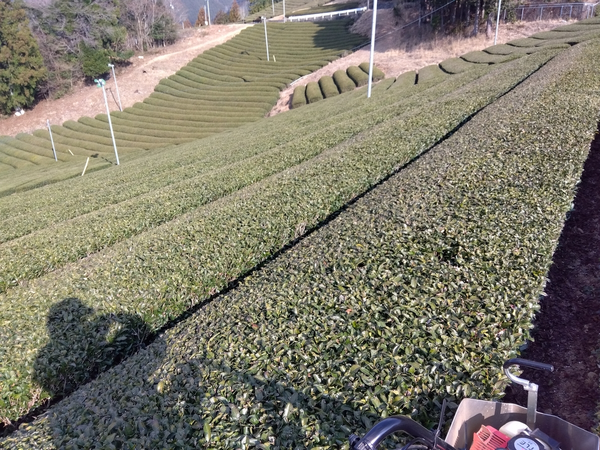 雨前までに少しでも進めたい肥料まき＆浅耕 - 日々お茶暮らし 茶農家のブログ