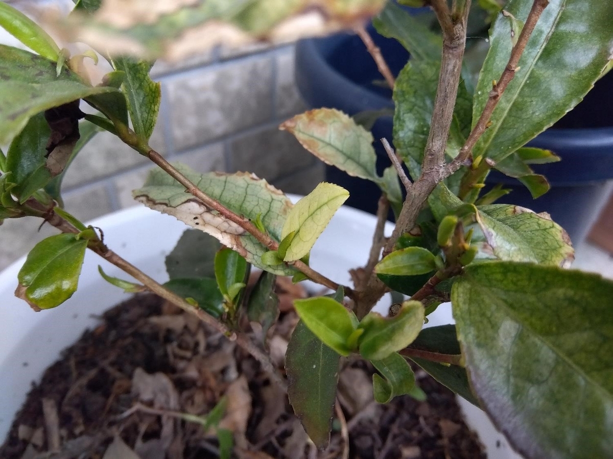 挿し木成功が目標な枝替わりのお茶の木 - 日々お茶暮らし 茶農家のブログ