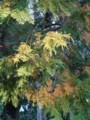 f:id:ochamatsuri:20171103160142j:image:medium:left