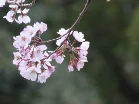 f:id:ochamatsuri:20190402151338j:plain f:id:ochamatsuri:20190402151338j:plain