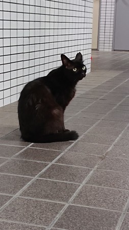 f:id:ochamatsuri:20190825234327j:plain f:id:ochamatsuri:20190825234327j:plain