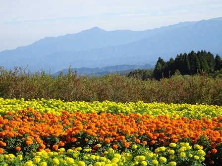 f:id:ochamatsuri:20191123232101j:plain f:id:ochamatsuri:20191123232101j:plain