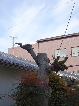 f:id:ochamatsuri:20200424223820j:plain f:id:ochamatsuri:20200424223820j:plain