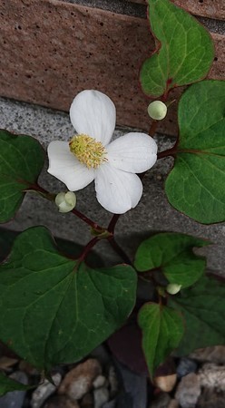 f:id:ochamatsuri:20200530140215j:plain f:id:ochamatsuri:20200530140215j:plain
