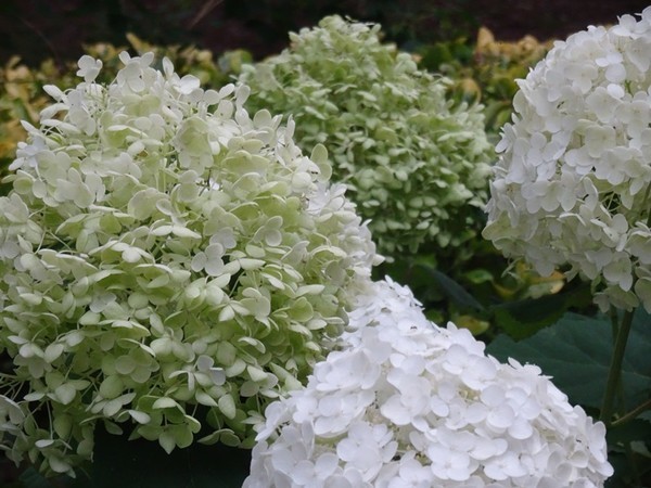 f:id:ochamatsuri:20200802180223j:plain f:id:ochamatsuri:20200802180223j:plain
