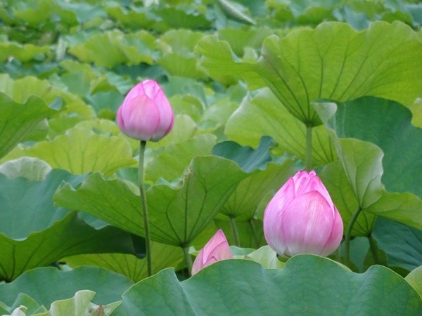 f:id:ochamatsuri:20200802180242j:plain f:id:ochamatsuri:20200802180242j:plain