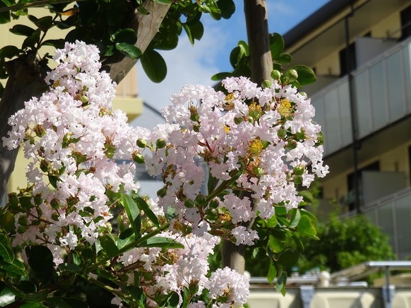 f:id:ochamatsuri:20200827234156j:plain