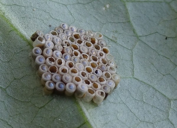 f:id:ochamatsuri:20200827234204j:plain