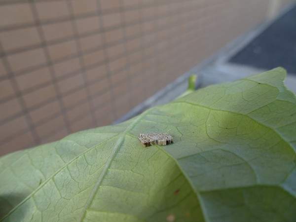 f:id:ochamatsuri:20200827234212j:plain