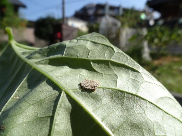 f:id:ochamatsuri:20200827234217j:plain