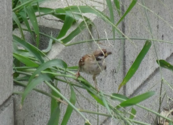 f:id:ochamatsuri:20201005022916j:plain f:id:ochamatsuri:20201005022916j:plain