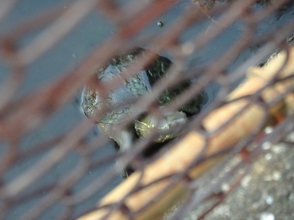 f:id:ochamatsuri:20201005023022j:plain