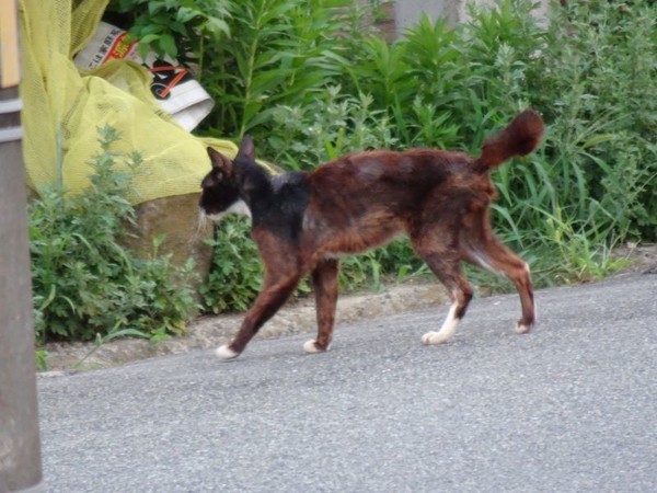 f:id:ochamatsuri:20201005023027j:plain f:id:ochamatsuri:20201005023027j:plain
