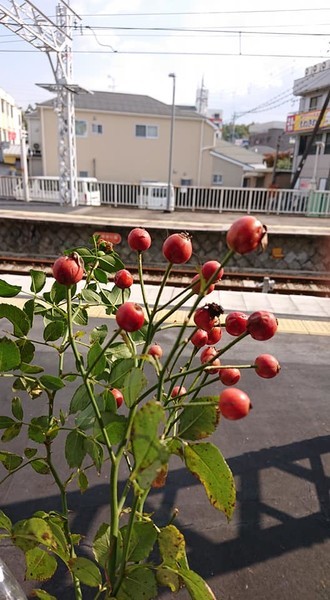 f:id:ochamatsuri:20201116021949j:plain f:id:ochamatsuri:20201116021949j:plain