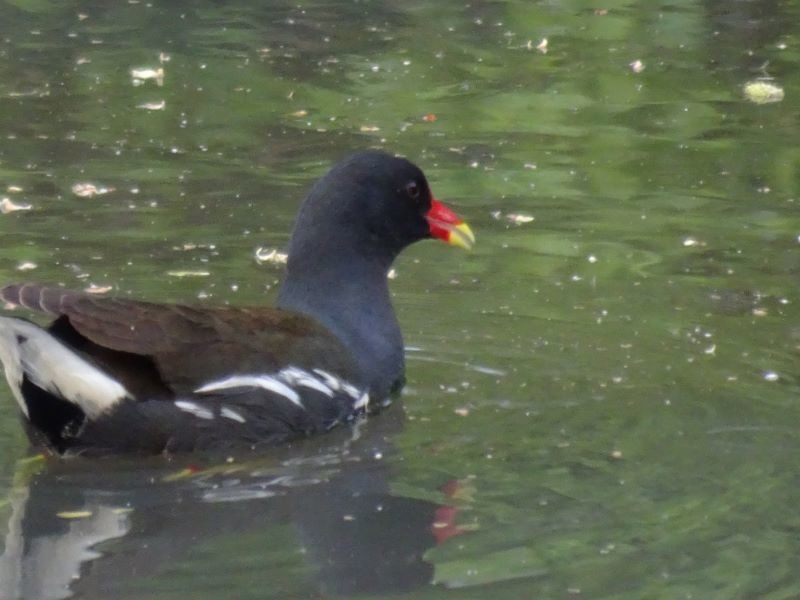 f:id:ochamatsuri:20210417171727j:plain