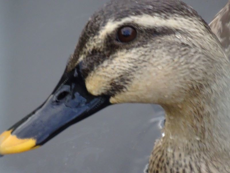 f:id:ochamatsuri:20210417171731j:plain