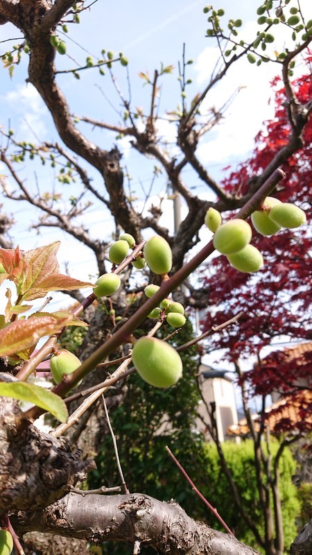 f:id:ochamatsuri:20210417215628j:plain