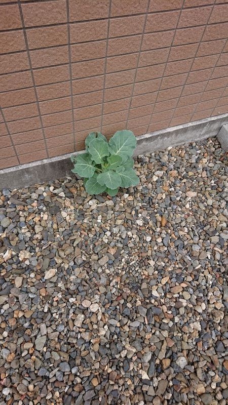 f:id:ochamatsuri:20210606000740j:plain