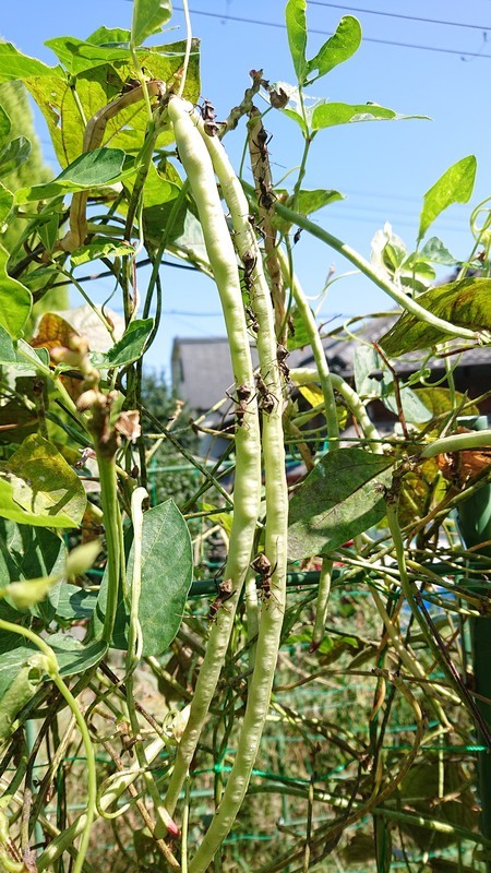 f:id:ochamatsuri:20211020000602j:plain