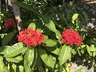 f:id:ochanokinawa:20170817102909j:plain f:id:ochanokinawa:20170817102909j:plain