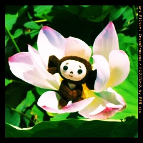 f:id:ocheb:20110712203505j:image:h230 f:id:ocheb:20110712203505j:image:h230