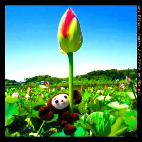 f:id:ocheb:20110712203526j:image:h230 f:id:ocheb:20110712203526j:image:h230